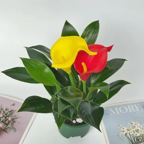 🌟 Cây Trầu Bà Đế Vương – Cây Cảnh Phong Thủy Mang Đến May Mắn và Tài Lộc.