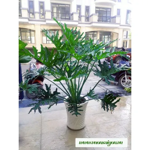 🌱 Cây Trầu Bà Thanh Xuân: Biểu Tượng Của Sự Tươi Trẻ Và Phát Tài.