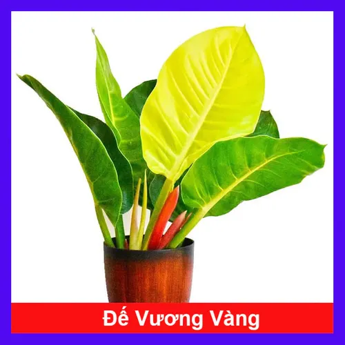 🌿 Cây Trầu Bà Vàng: Cây Cảnh Tự Nhiên Mang Đến Sự Thịnh Vượng.