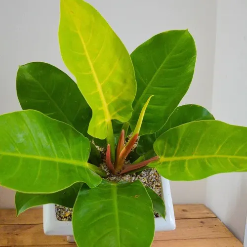 🌿 Cây Trầu Bà Vàng: Cây Cảnh Tự Nhiên Mang Đến Sự Thịnh Vượng.