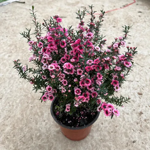 🌸 Cây Tùng Tuyết Mai: Vẻ Đẹp Tinh Khôi, Điểm Nhấn Thanh Lịch Cho Không Gian.