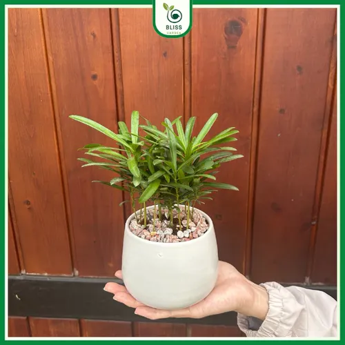 🌲 Cây Tùng Vạn Niên: Vẻ Đẹp Thanh Cao, Cây Cảnh Phong Thủy Được Ưa Chuộng.