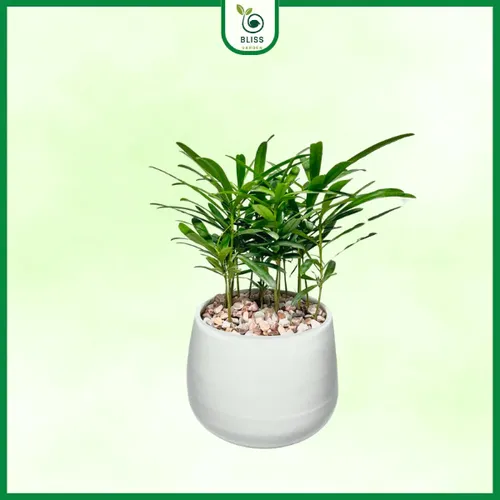 🌲 Cây Tùng Vạn Niên: Vẻ Đẹp Thanh Cao, Cây Cảnh Phong Thủy Được Ưa Chuộng.