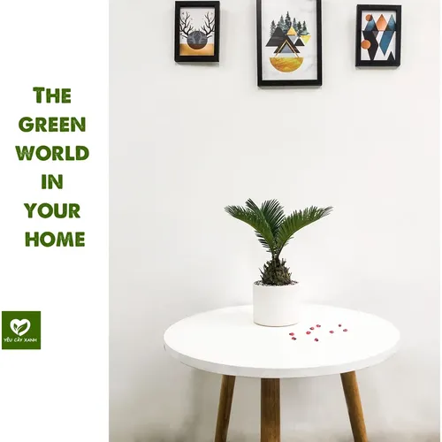 💪 Cây Vạn Tuế: Biểu Tượng Sức Mạnh, Ý Chí Vươn Lên Bền Bỉ.