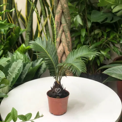 💪 Cây Vạn Tuế: Biểu Tượng Sức Mạnh, Ý Chí Vươn Lên Bền Bỉ.