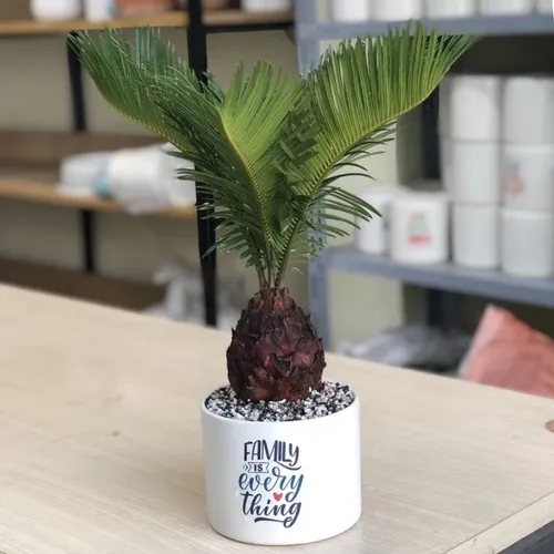 💪 Cây Vạn Tuế: Biểu Tượng Sức Mạnh, Ý Chí Vươn Lên Bền Bỉ.