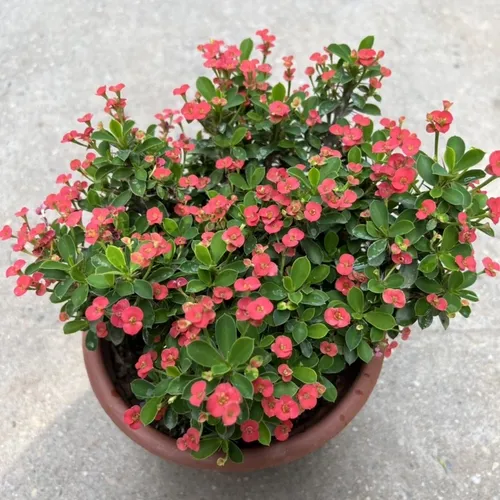 ✨ Cây Xương Rồng Bát Tiên: Nét Chấm Phá Ấn Tượng, Mang Tài Lộc Đến Ngôi Nhà.