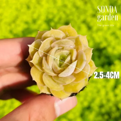 🌵✨Mua Sen Đá Mini Để Bàn | Trang Trí Xinh Xắn, Giá Chỉ Từ 10k.