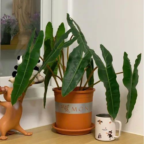 Chậu Cây Cảnh Nhựa VIETPOT, Màu Cam - Đưa Sắc Màu Tươi Mới Vào Không Gian Sống.