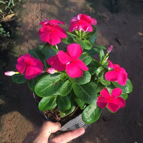 🌸 CÂY DỪA CẠN RỦ VÀ ĐỨNG - BÍ QUYẾT BIẾN BAN CÔNG THÀNH THÁC HOA RỰC RỠ!