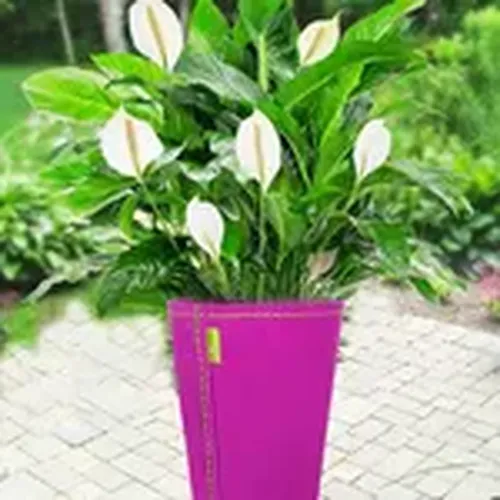 Chậu trồng cây siêu nhẹ ROMANTIC - E3.