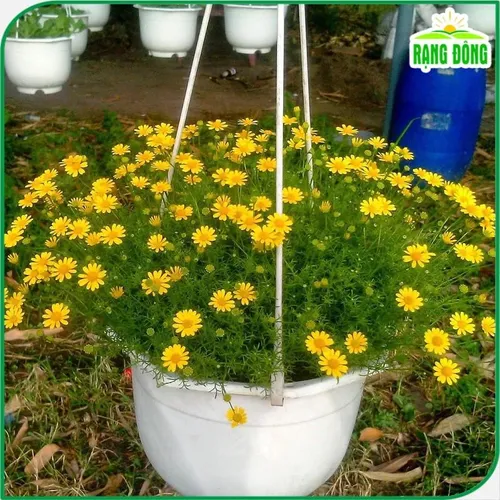 🌼 HOA CÚC SAO BĂNG - Chỉ 1 gói 150 hạt, ban công nhà bạn BÙNG NỔ sắc vàng may mắn!