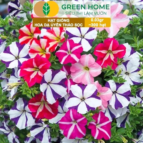 🌸 HẠT GIỐNG HOA DẠ YẾN THẢO SỌC: GIEO VẺ ĐẸP RỰC RỠ CHO BAN CÔNG!