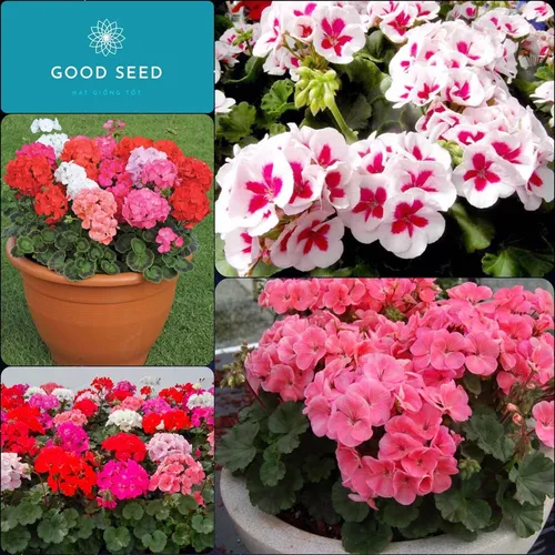 🌸 HOA PHONG LỮ THẢO NHIỀU MÀU SIÊU ĐẸP - GÓI 50 HẠT F1 CHẤT LƯỢNG!