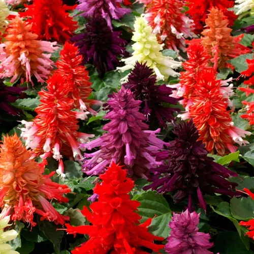 🌸🔥 HOA XÁC PHÁO ĐỎ - Hàng Công Ty Chuẩn F1, Hoa To Bền Màu Hơn Hẳn!