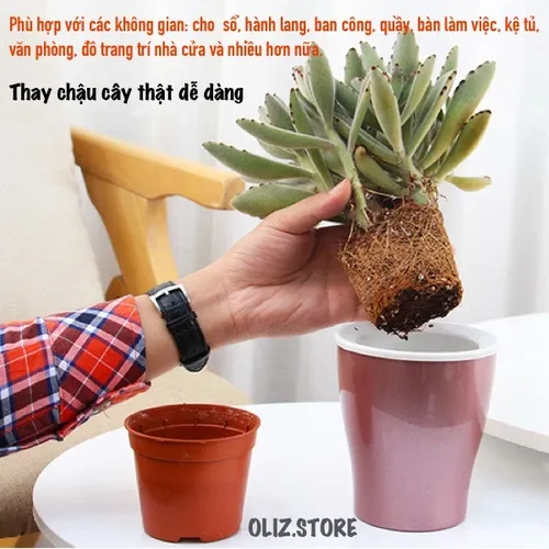 Chậu Hoa Nhỏ Để Bàn – Biến Mọi Góc Nhỏ Thành Không Gian Xanh Mát.