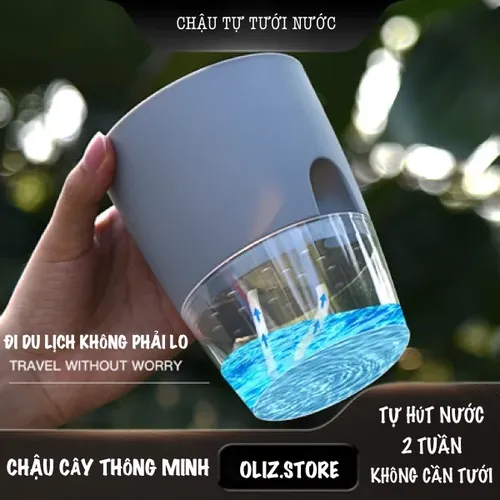 Chậu Cây Nhỏ Để Bàn: Xanh Mát Góc Làm Việc, Trang Trí Tinh Tế.