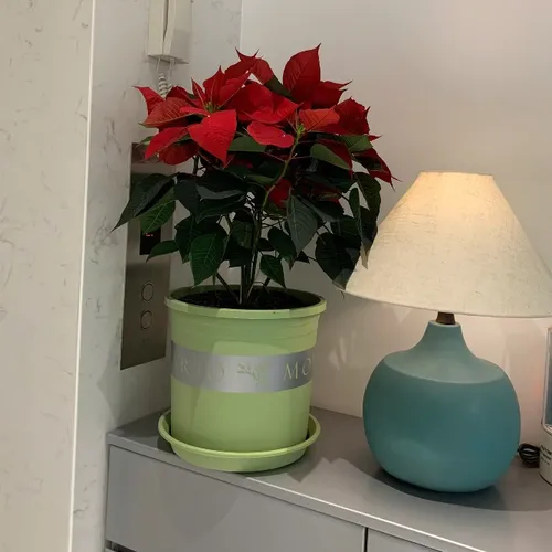 Chậu nhựa trồng cây cảnh VIETPOT xanh Mint MONTARIO – Đẹp hiện đại.