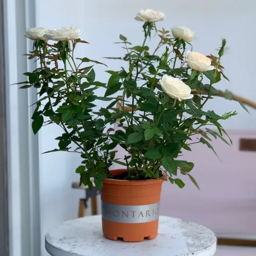 Chậu Cây Cảnh Nhựa VIETPOT, Màu Cam - Đưa Sắc Màu Tươi Mới Vào Không Gian Sống.