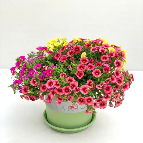 Chậu nhựa trồng cây cảnh VIETPOT xanh Mint MONTARIO – Đẹp hiện đại.