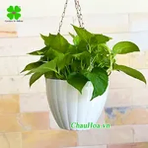 CHẬU CẢNH TREO THÔNG MINH TRÒN KHÍA (có nhiều Màu) - S25.