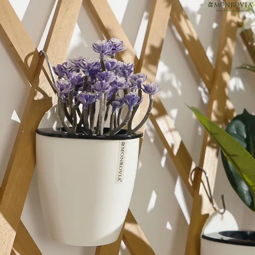 Chậu Treo Ban Công MONROVIA Xinh Xắn - Tô Điểm Không Gian Sống Của Bạn.