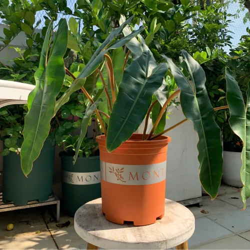 Chậu Cây Cảnh Nhựa VIETPOT, Màu Cam - Đưa Sắc Màu Tươi Mới Vào Không Gian Sống.