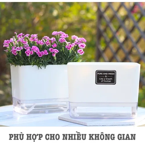 🌿 Chậu Cây Để Bàn Đẹp – Bí Quyết Mang Lại Không Gian Xanh Mát, Thư Giãn.