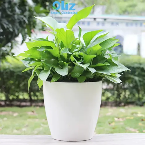 Chậu Cây Để Bàn Tạo Không Gian Xanh Mát Cho Văn Phòng.