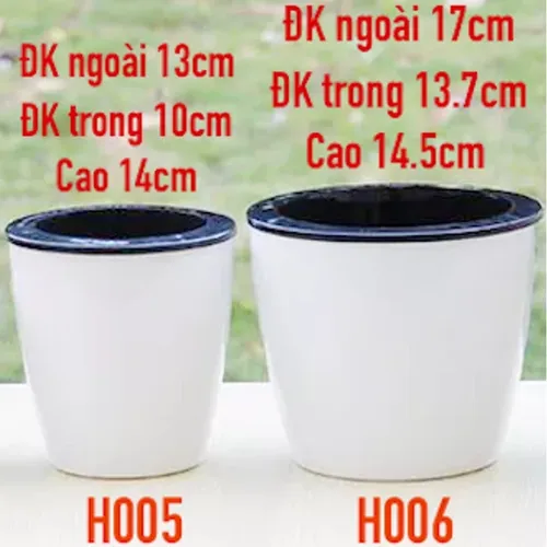 Chậu Cây Để Bàn Tạo Không Gian Xanh Mát Cho Văn Phòng.