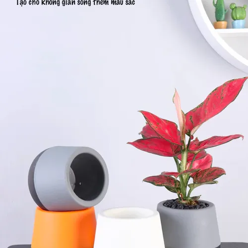 Chậu Cây Để Bàn Dễ Chăm Sóc – Tiết Kiệm Thời Gian.