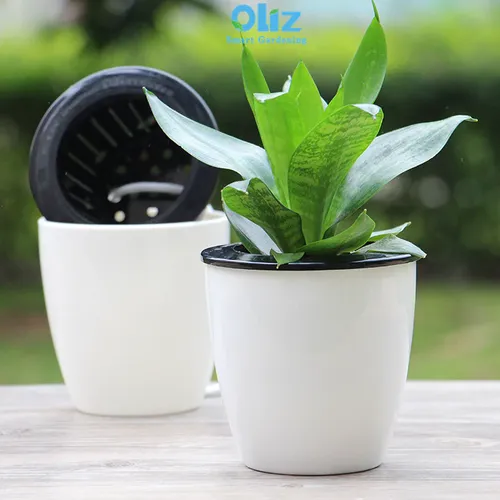 Chậu Cây Để Bàn Tạo Không Gian Xanh Mát Cho Văn Phòng.