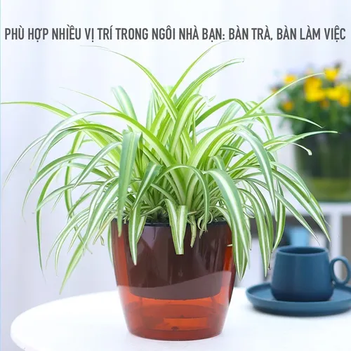 ✨ Chậu cây cảnh để bàn: Trang Trí Bàn Xinh, Thư Giãn Tinh Thần.