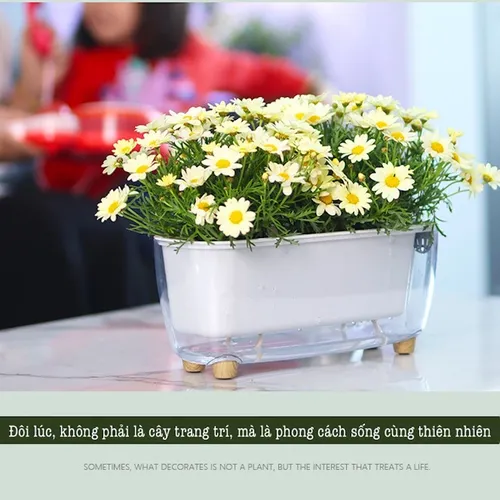 🏡 Chậu Cây Để Bàn: Mang Thiên Nhiên Vào Không Gian Của Bạn.