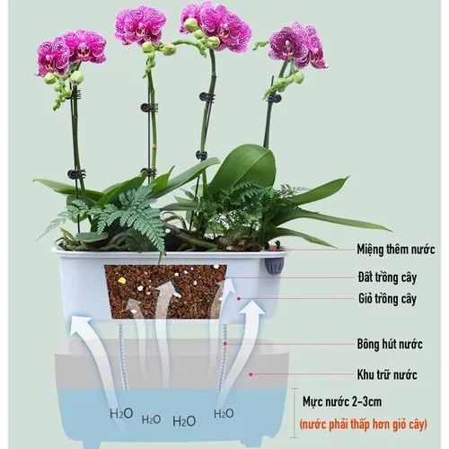 🏡 Chậu Cây Để Bàn: Mang Thiên Nhiên Vào Không Gian Của Bạn.