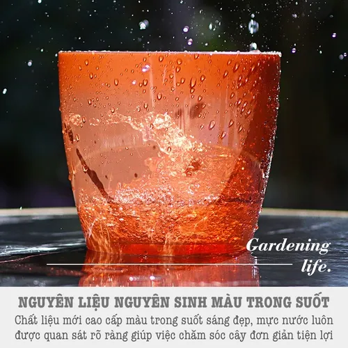 ✨ Chậu cây cảnh để bàn: Trang Trí Bàn Xinh, Thư Giãn Tinh Thần.