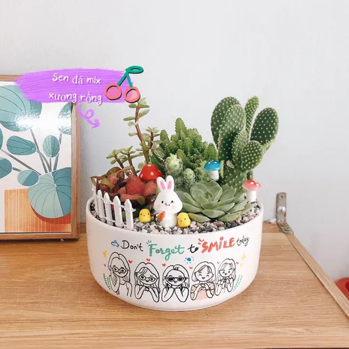 Chậu Cây Để Bàn Đẹp Tự Nhiên - Mang Lại Không Gian Xanh Mát.