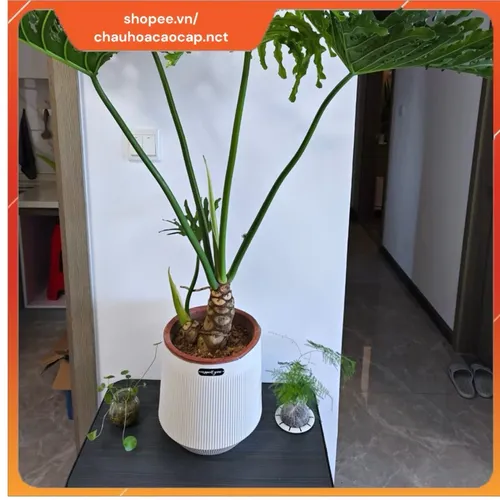🧑‍🌾Chậu Nhựa Trồng Cây Giả Sứ Cao Cấp - Sang Trọng Như Sứ, Bền Bỉ Gấp Bội!