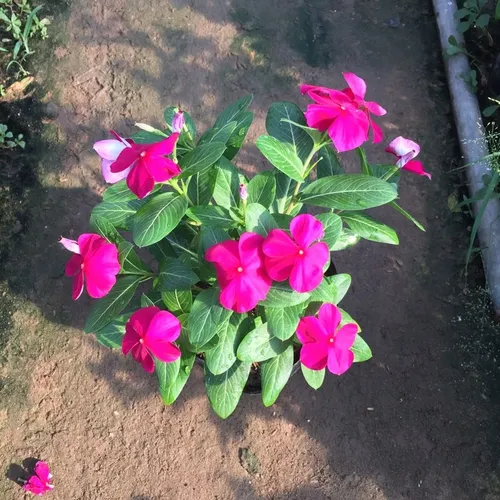 🌸 CÂY DỪA CẠN RỦ VÀ ĐỨNG - BÍ QUYẾT BIẾN BAN CÔNG THÀNH THÁC HOA RỰC RỠ!