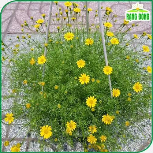 🌼 HOA CÚC SAO BĂNG - Chỉ 1 gói 150 hạt, ban công nhà bạn BÙNG NỔ sắc vàng may mắn!