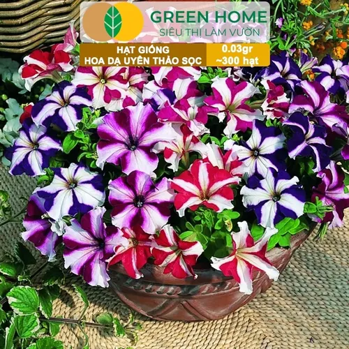 🌸 HẠT GIỐNG HOA DẠ YẾN THẢO SỌC: GIEO VẺ ĐẸP RỰC RỠ CHO BAN CÔNG!