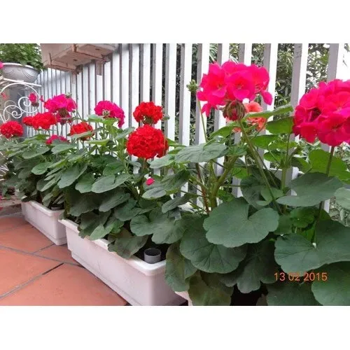 🌸 HOA PHONG LỮ THẢO NHIỀU MÀU SIÊU ĐẸP - GÓI 50 HẠT F1 CHẤT LƯỢNG!