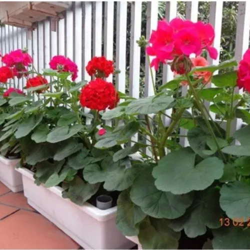 🌸 HOA PHONG LỮ THẢO NHIỀU MÀU SIÊU ĐẸP - GÓI 50 HẠT F1 CHẤT LƯỢNG!