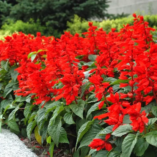 🌸🔥 HOA XÁC PHÁO ĐỎ - Hàng Công Ty Chuẩn F1, Hoa To Bền Màu Hơn Hẳn!