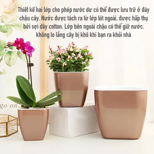 Chậu Hoa Mini Để Bàn: Quà Tặng Nhỏ Xinh, Ý Nghĩa Lớn.