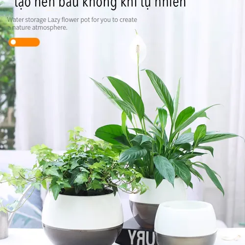 Chậu Cây Để Bàn Mini: Decor Bàn Làm Việc, Góc Học Tập Siêu Xinh.