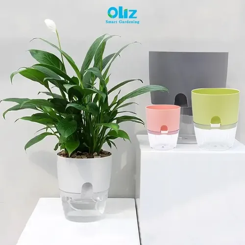 Chậu Cây Nhỏ Để Bàn: Xanh Mát Góc Làm Việc, Trang Trí Tinh Tế.