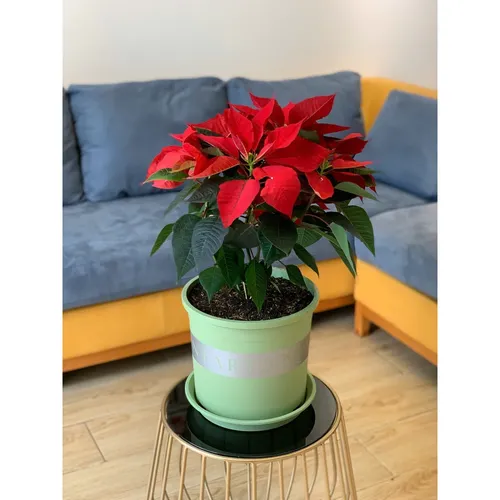 Chậu nhựa trồng cây cảnh VIETPOT xanh Mint MONTARIO – Đẹp hiện đại.