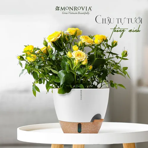 🌶️ Chậu Nhựa Trồng Cây Cảnh Đẹp | Giá Tốt, Nhiều Mẫu Mới Nhất.