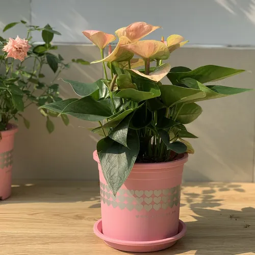 Chậu Cây Nhựa VIETPOT Màu Hồng - Tô điểm cho không gian nhà bạn thêm lãng mạn!